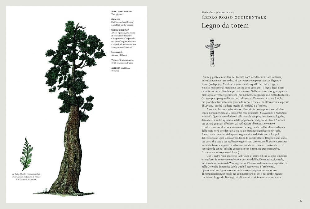La storia degli alberi - immagine 6